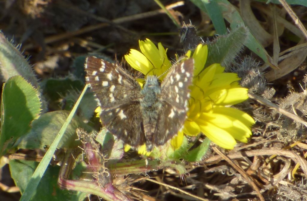 Pyrgus malvoides?  S, maschi e femmine